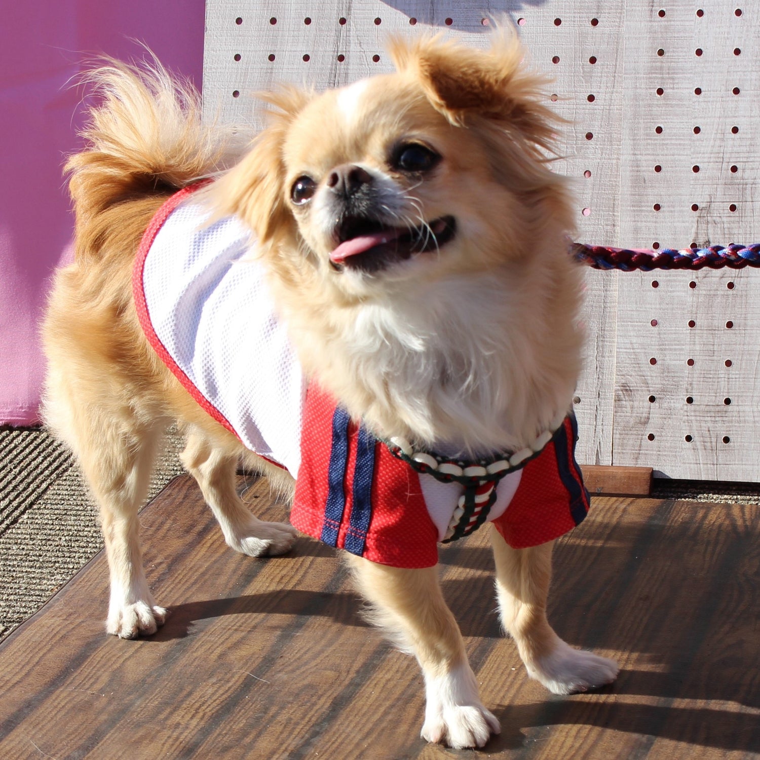 イヌ用コレクション