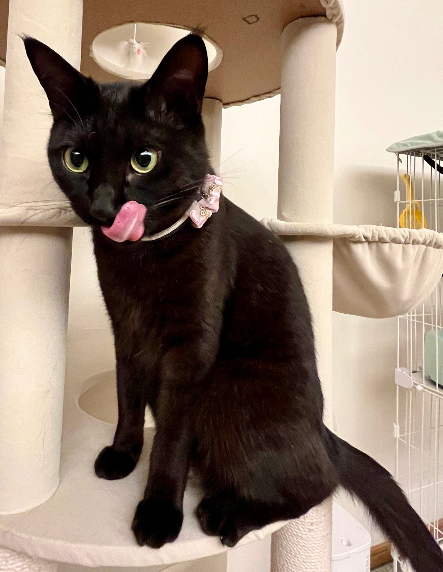 ネコ用コレクション