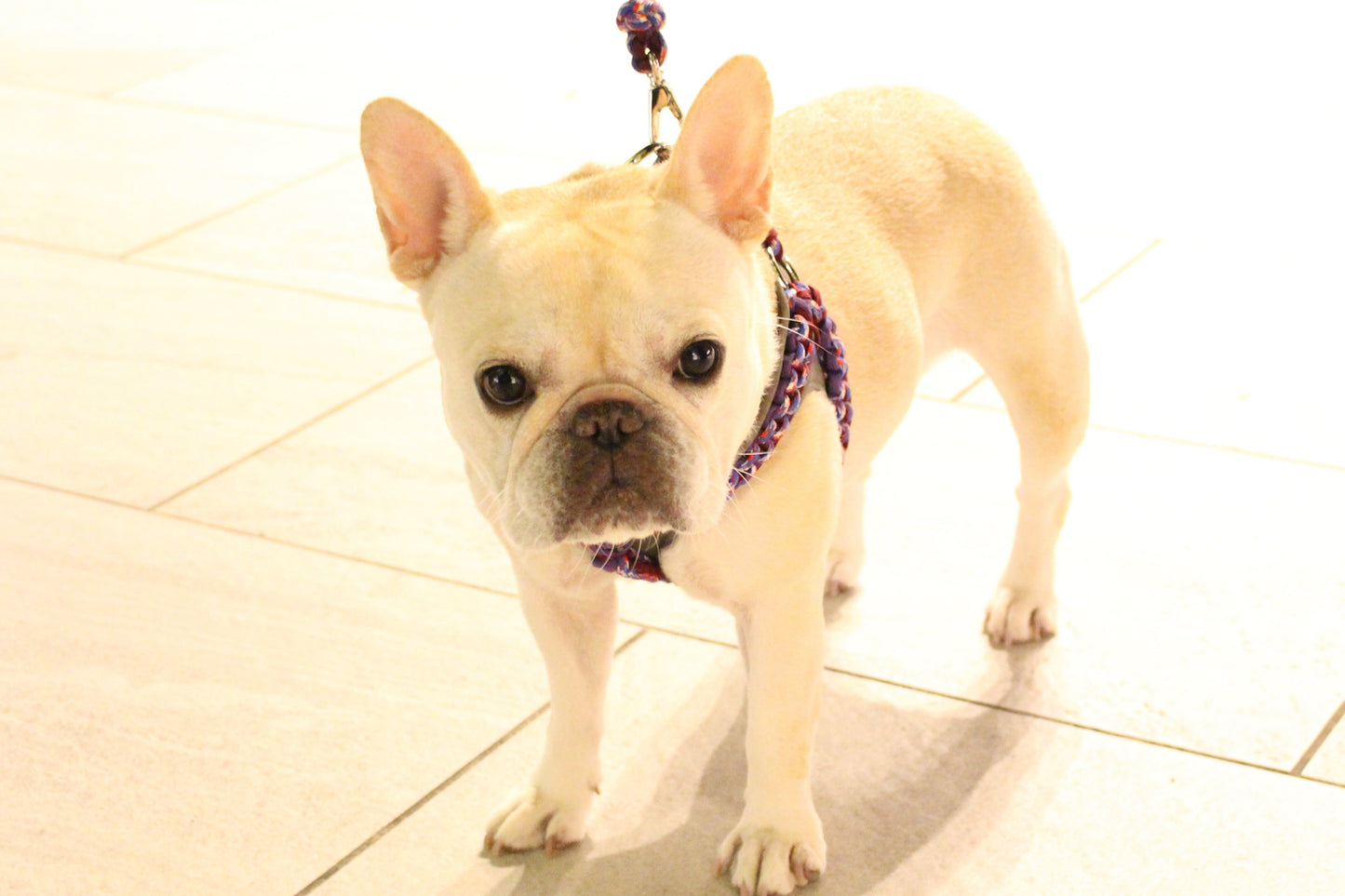 Flat Braided Harness (with Pad) - 2pcs/3pcs