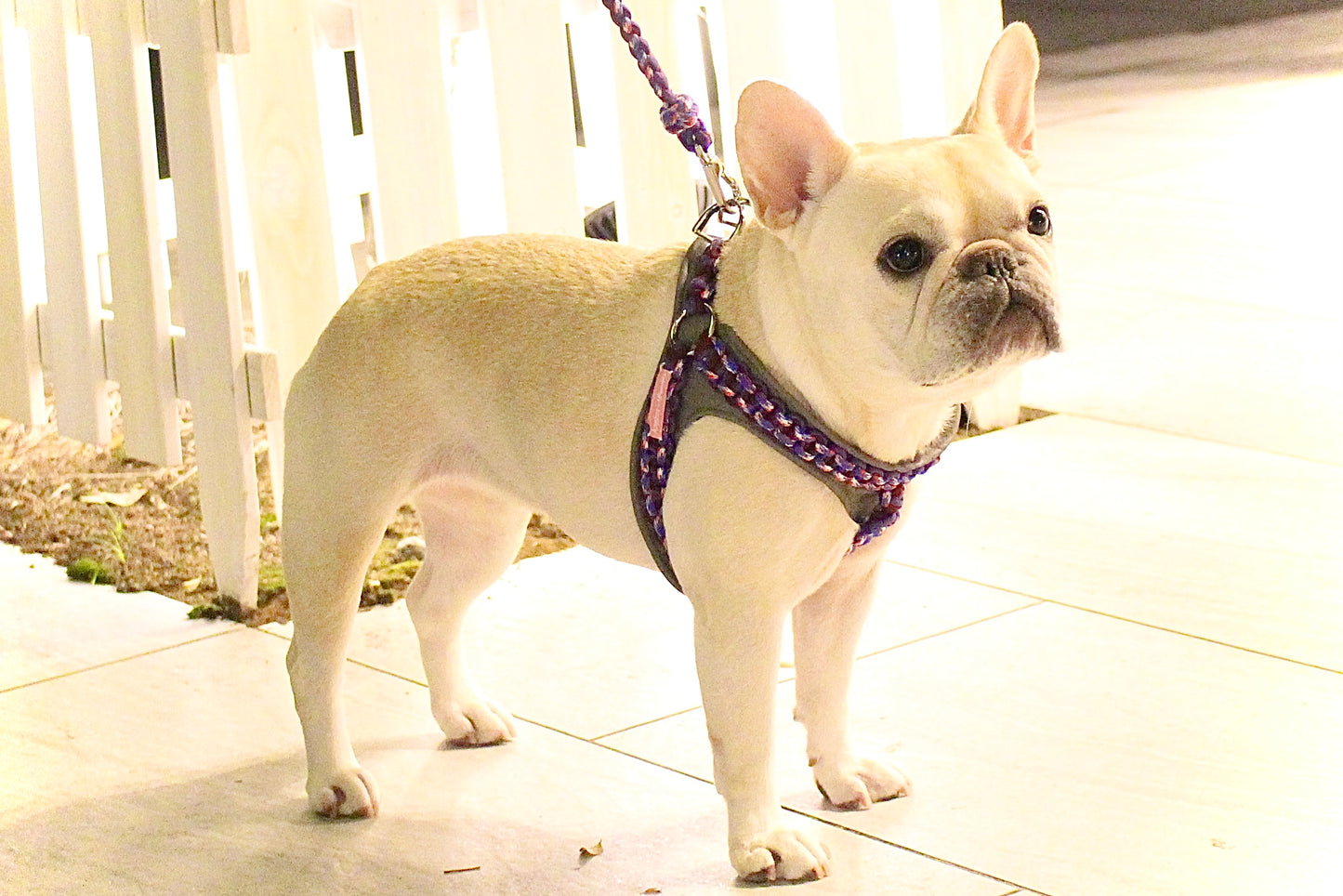 Flat Braided Harness (with Pad) - 2pcs/3pcs