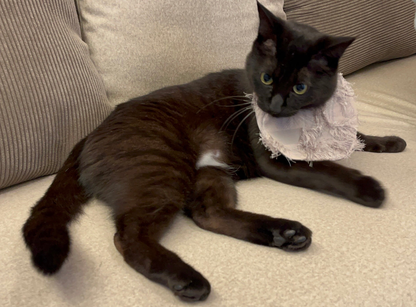 Cora Babette Sha〈Cat motif bib collar, 3-way〉