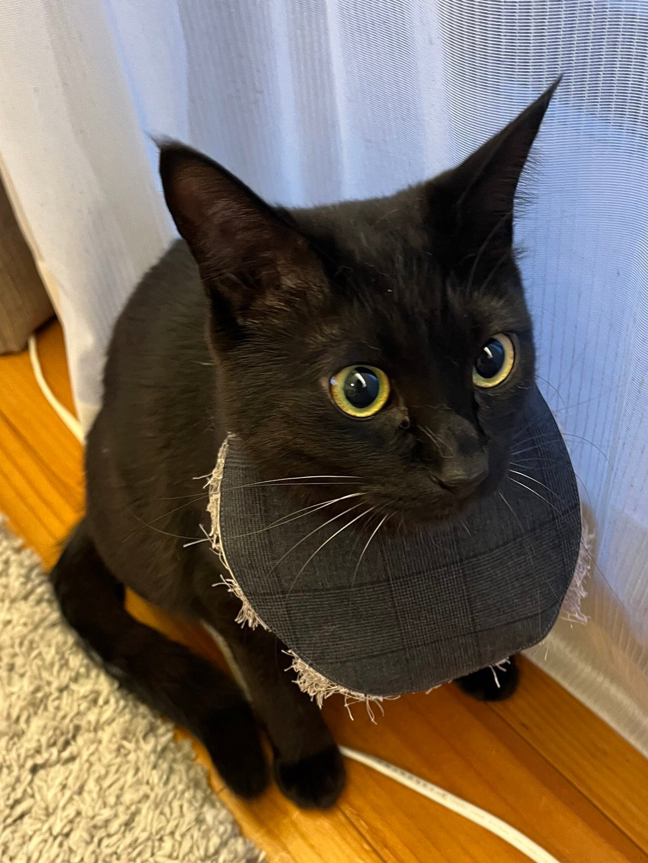 Cora Babette Sha〈Cat motif bib collar, 3-way〉