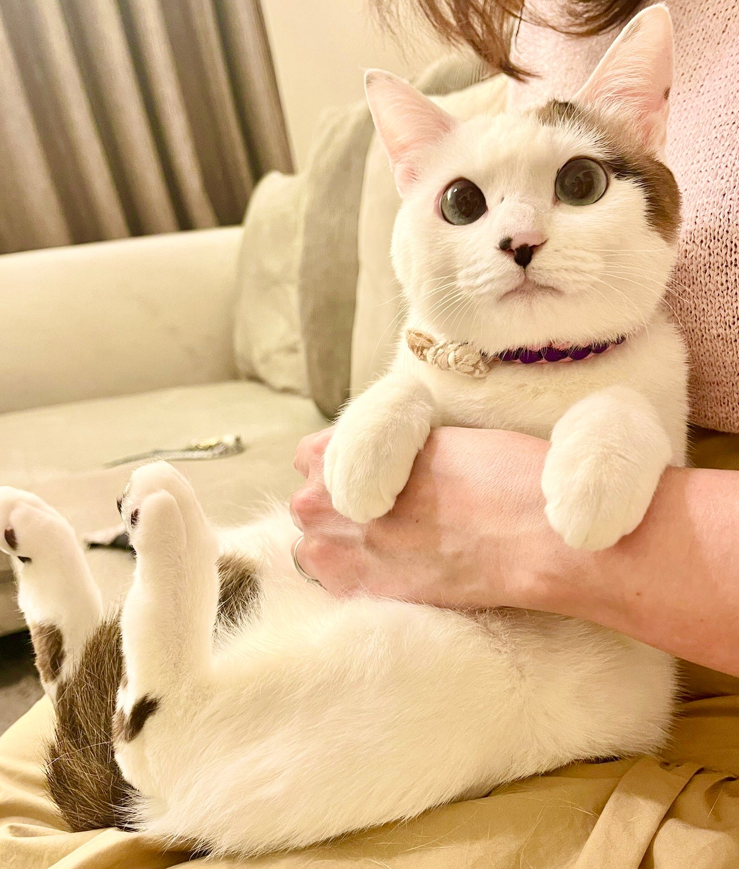 Cor de Vent Cattotres (four-strand ribbon collar)